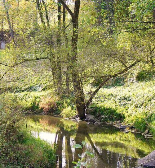 INSTITUTE 9 herbst_thaya Bach und Wiese